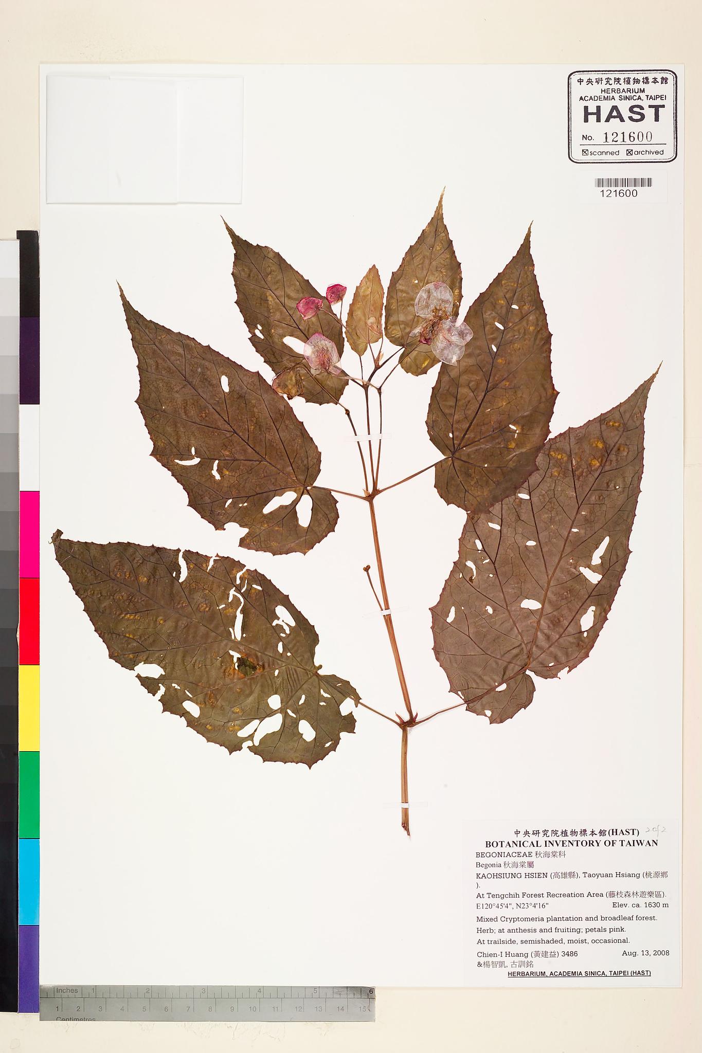 Sample image for viewer