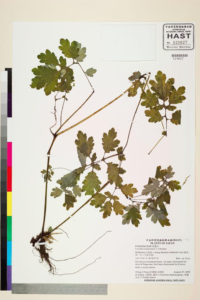 <Unit #80120 Peng, Ching-I | 彭鏡毅 | 21693:: | Corydalis kushiroensis T. Fukuhara>