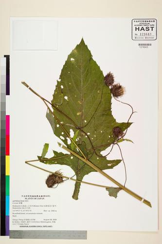 Cirsium