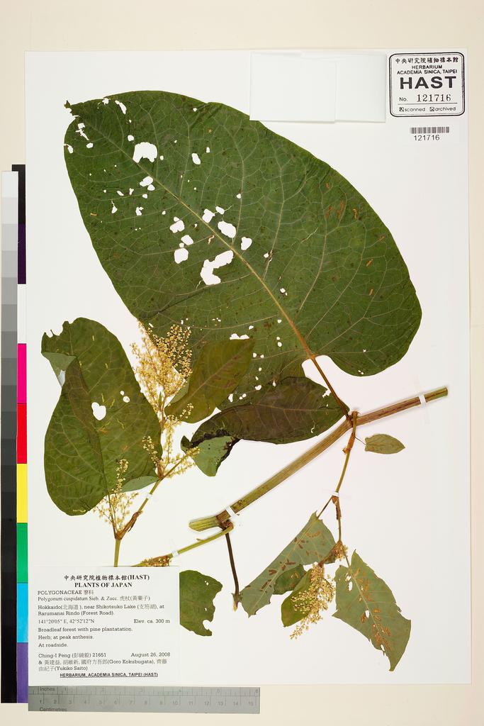 <Unit #78704 Peng, Ching-I | 彭鏡毅 | 21651:: | Polygonum cuspidatum Sieb. & Zucc.>