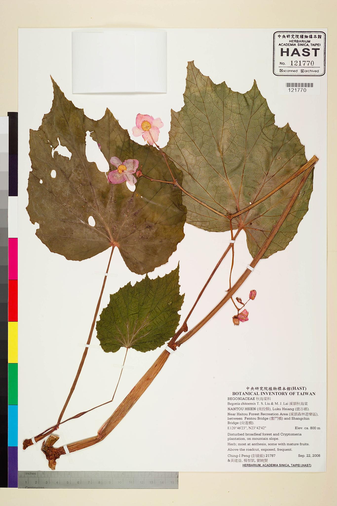 Sample image for viewer