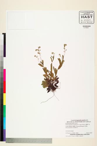 Bothriospermum zeylanicum (J. Jacq.) Druce