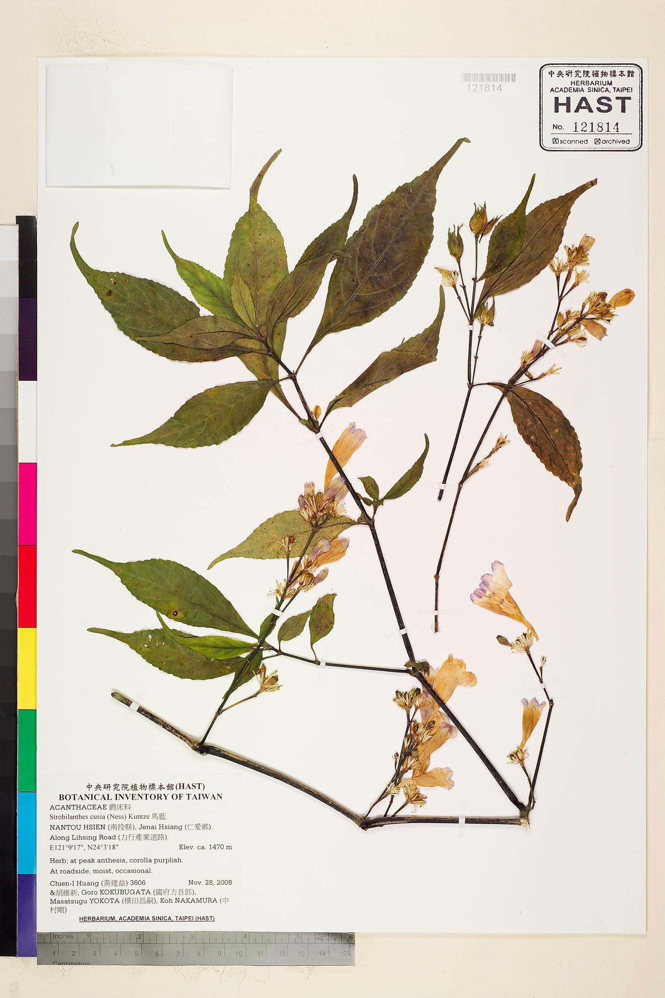 Sample image for viewer