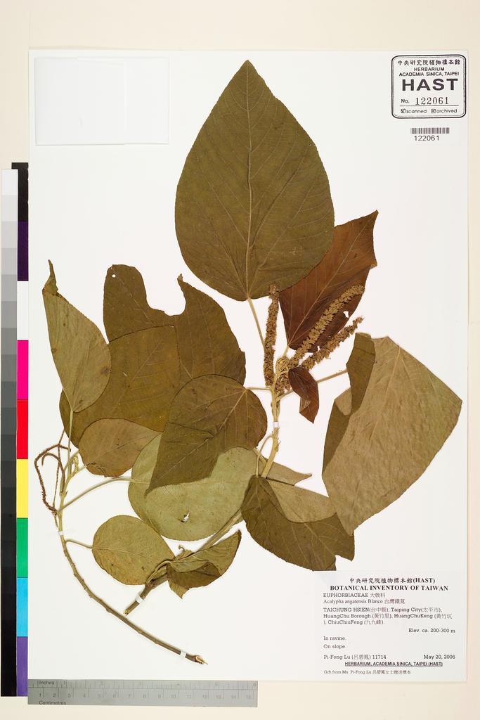 <Unit #79725 Lu, Pi-Fong | 呂碧鳳 | 11714:: | Acalypha angatensis Blanco>