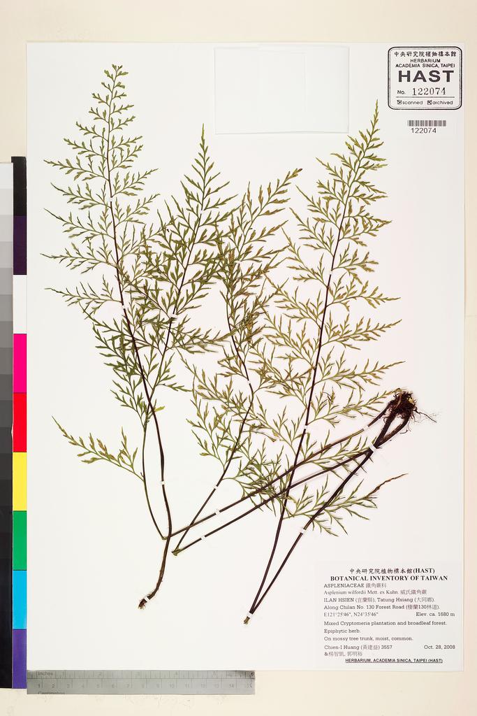 <Unit #79420 Huang, Chien-I | 黃建益 | 3557:: | Asplenium wilfordii Mett. ex Kuhn.>
