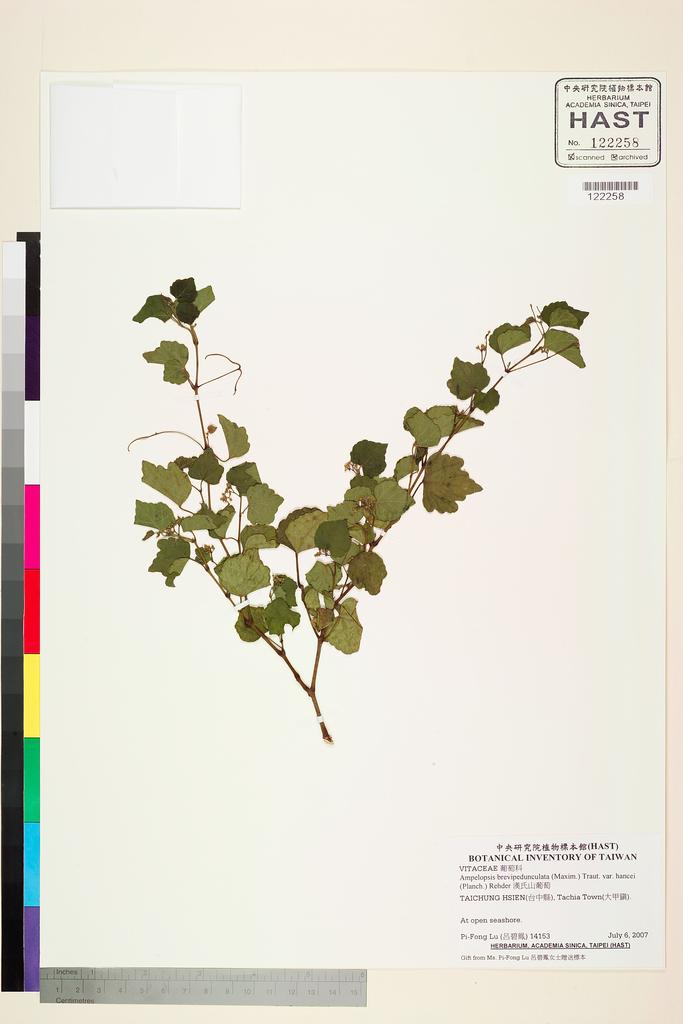 <Unit #80072 Lu, Pi-Fong | 呂碧鳳 | 14153:: | Ampelopsis brevipedunculata (Maxim.) Traut. var. hancei (Planch.) Rehder>