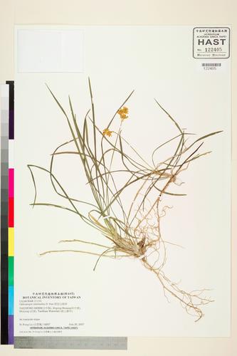 Ophiopogon intermedius D. Don