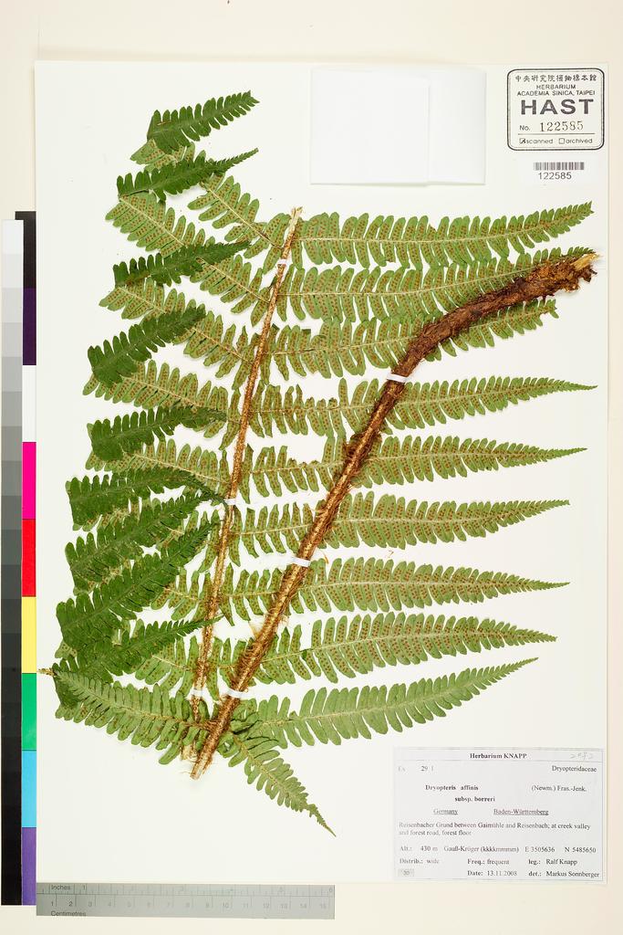 <Unit #128350 Knapp, Ralf | 柯納普 | 2008-11-13 30:: | Dryopteris affinis (Lowe) Fraser-Jenk. subsp. borreri Fraser-Jenk.>