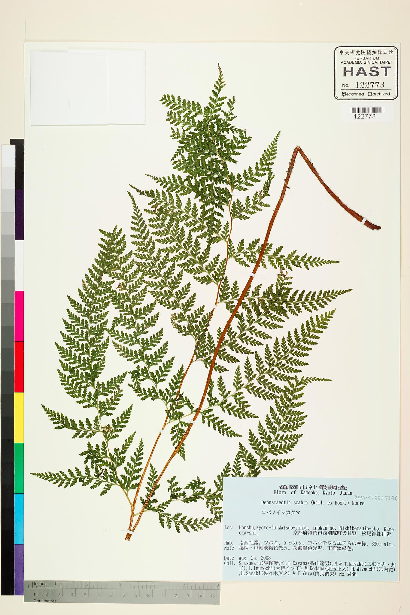 Sample image for viewer