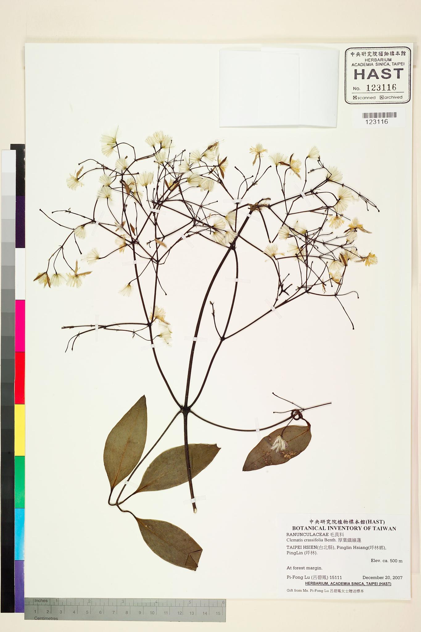 Sample image for viewer