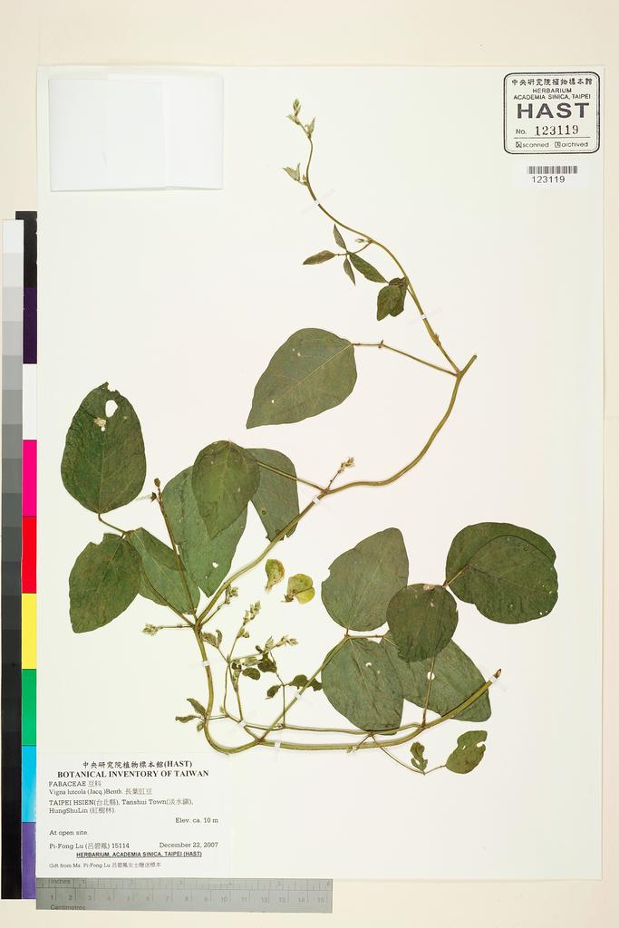 <Unit #80997 Lu, Pi-Fong | 呂碧鳳 | 15114:: | Vigna luteola (Jacq.) Benth.>