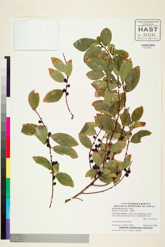 <Unit #81124 Lu, Pi-Fong | 呂碧鳳 | 15279:: | Bridelia tomentosa Bl.>