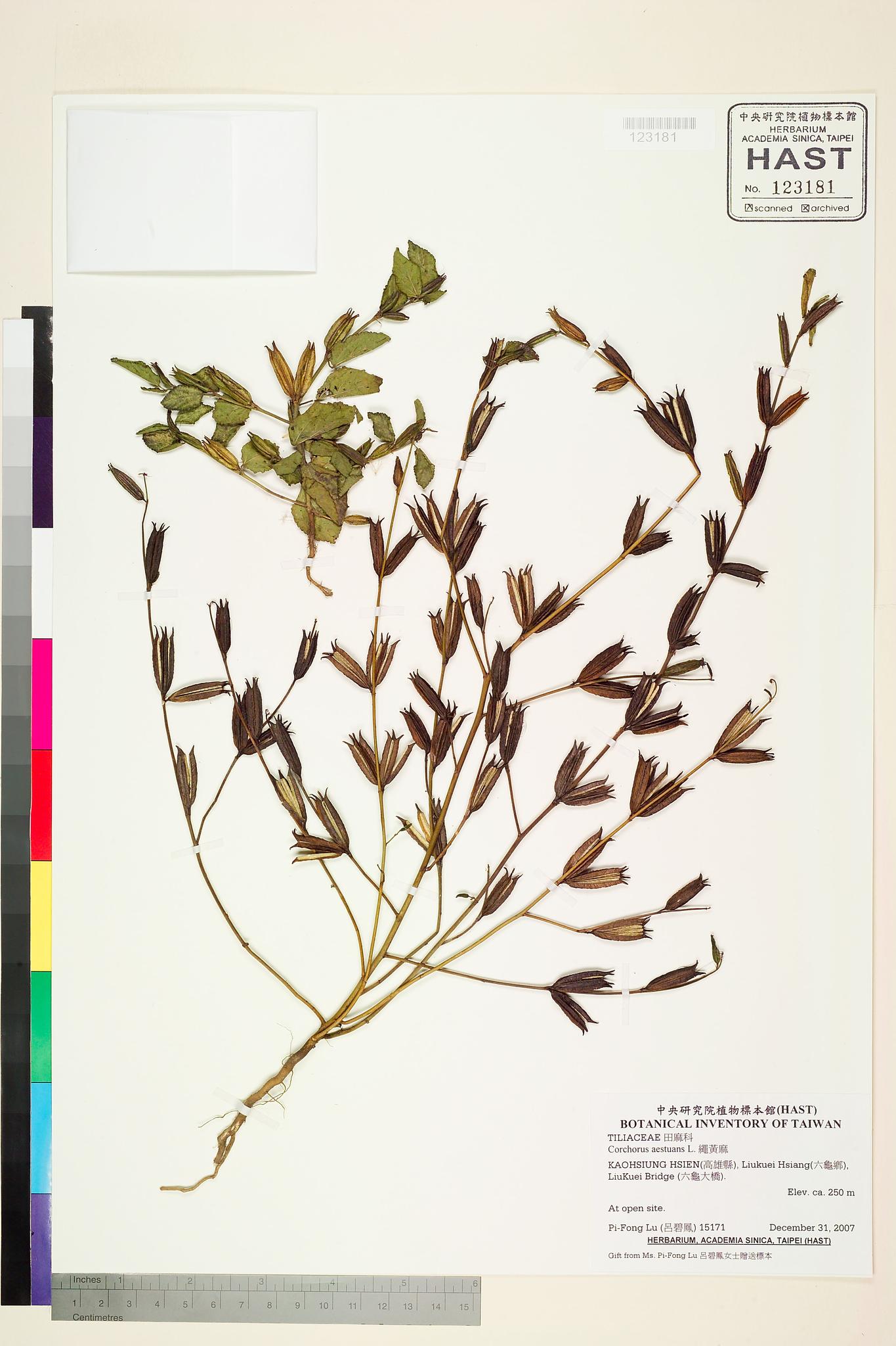 Sample image for viewer