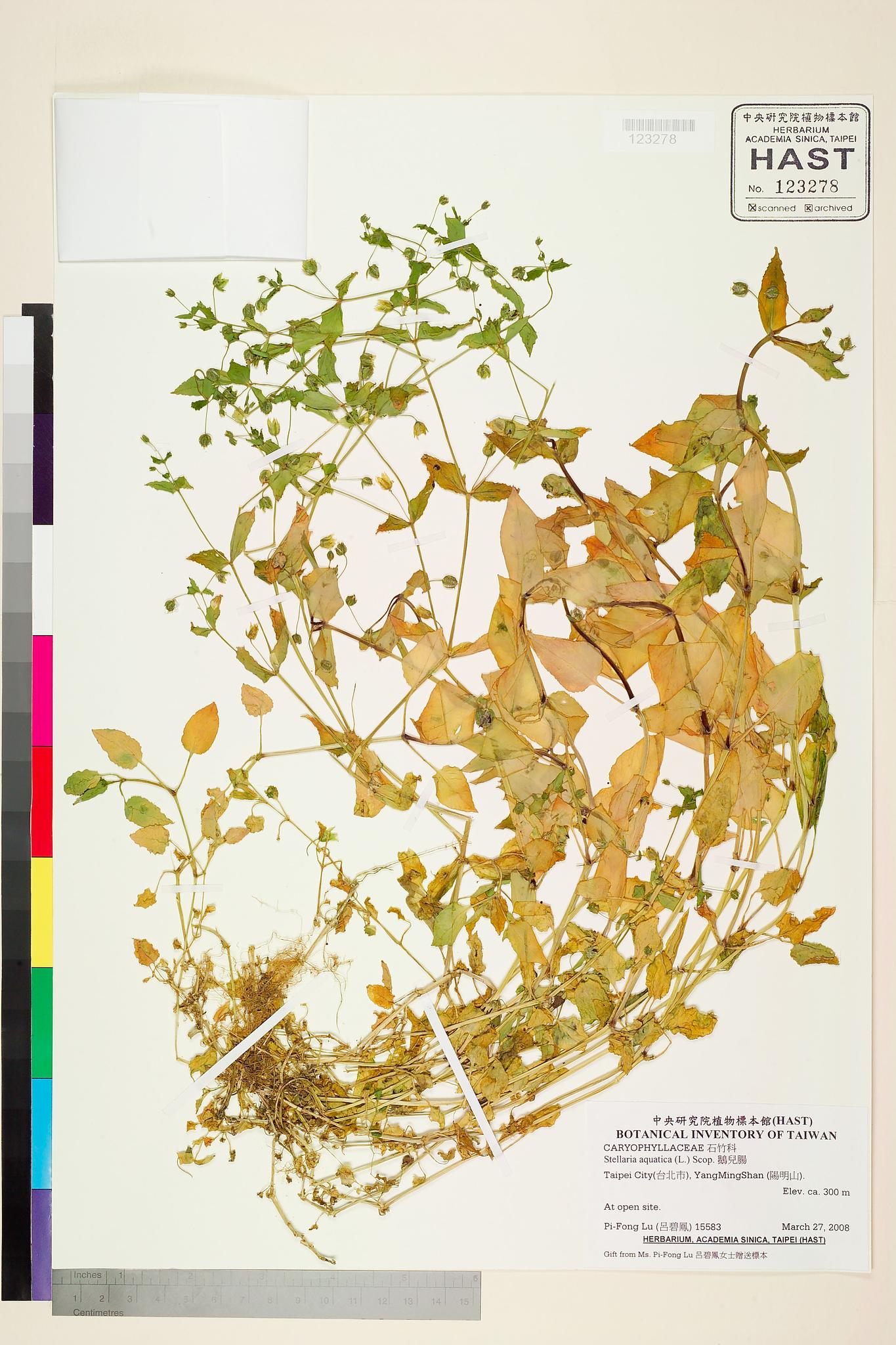 Sample image for viewer