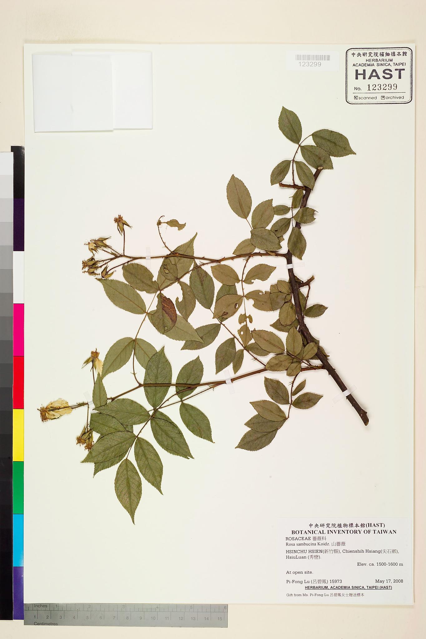 Sample image for viewer