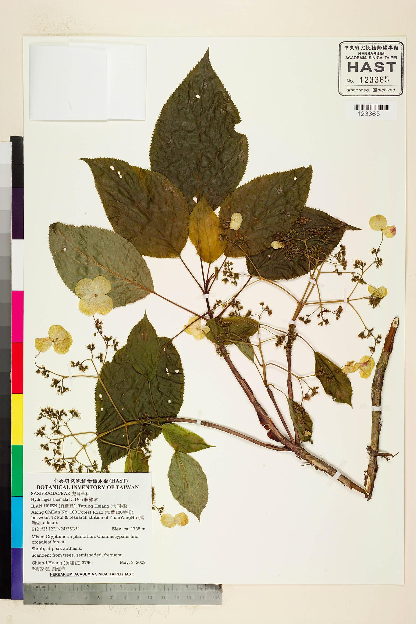 Sample image for viewer