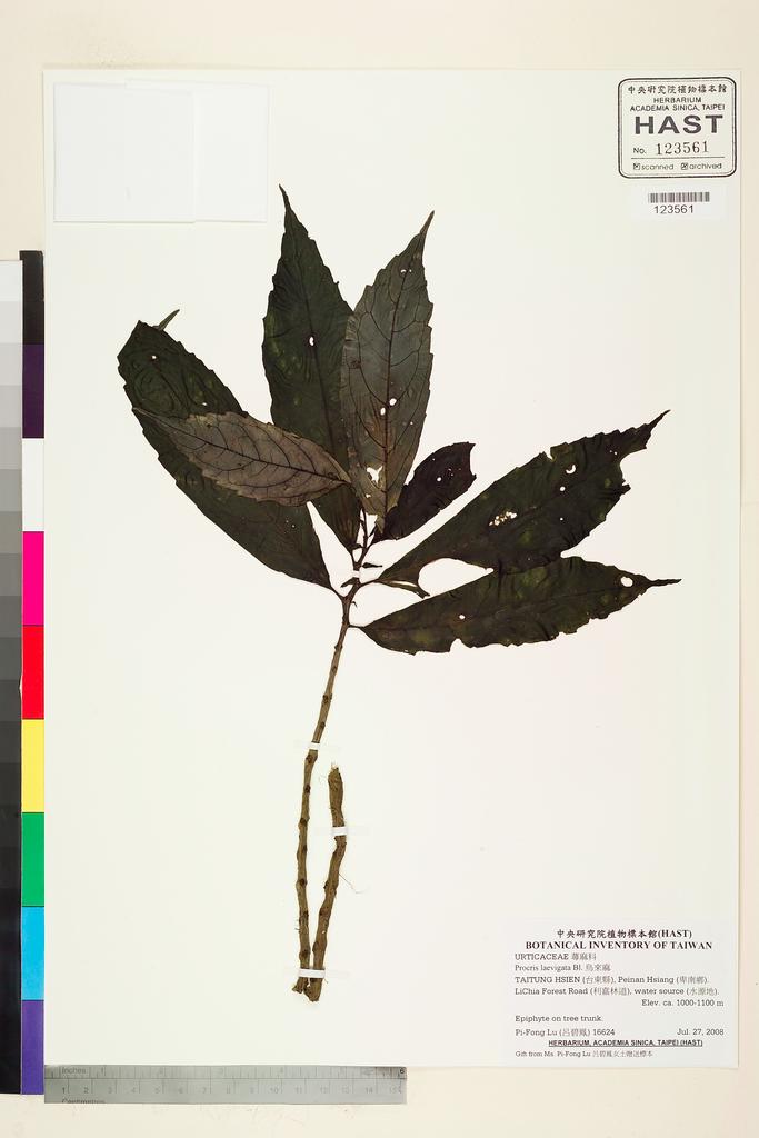 <Unit #81811 Lu, Pi-Fong | 呂碧鳳 | 16624:: | Procris laevigata Bl.>