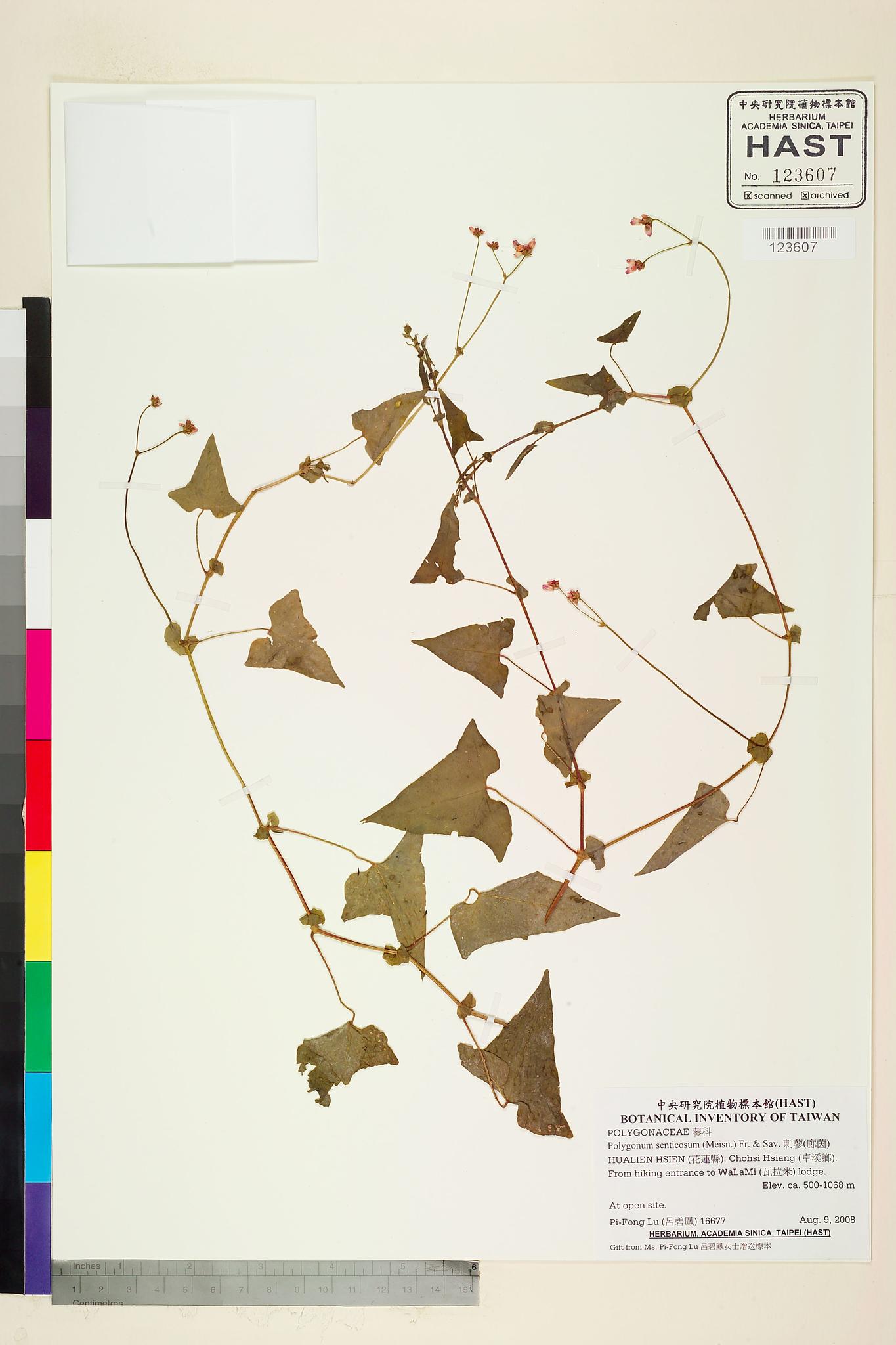 Sample image for viewer