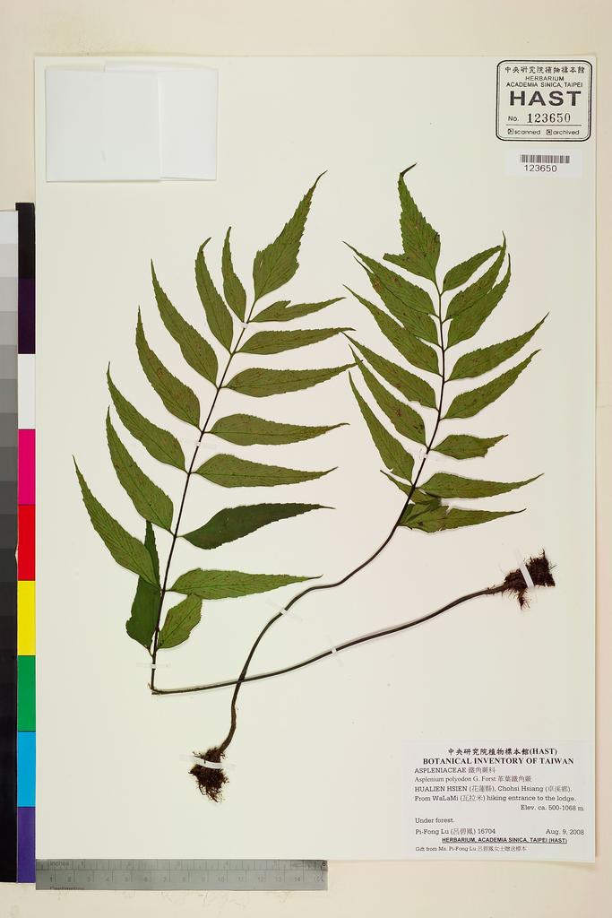 <Unit #81884 Lu, Pi-Fong | 呂碧鳳 | 16704:: | Asplenium polyodon G. Forst>
