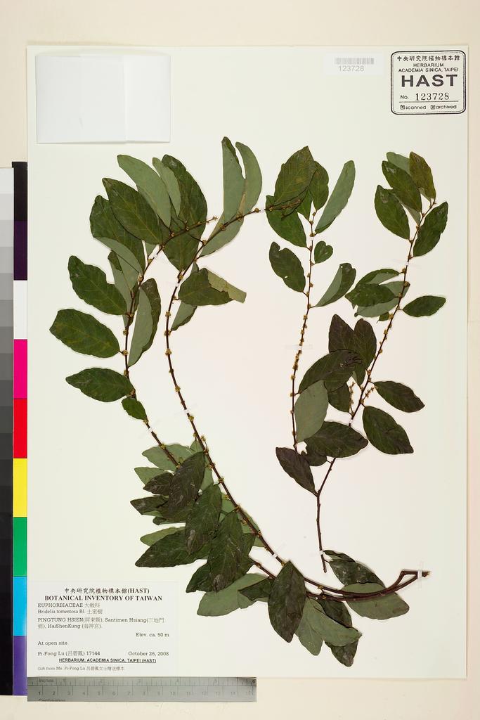 <Unit #81978 Lu, Pi-Fong | 呂碧鳳 | 17144:: | Bridelia tomentosa Bl.>