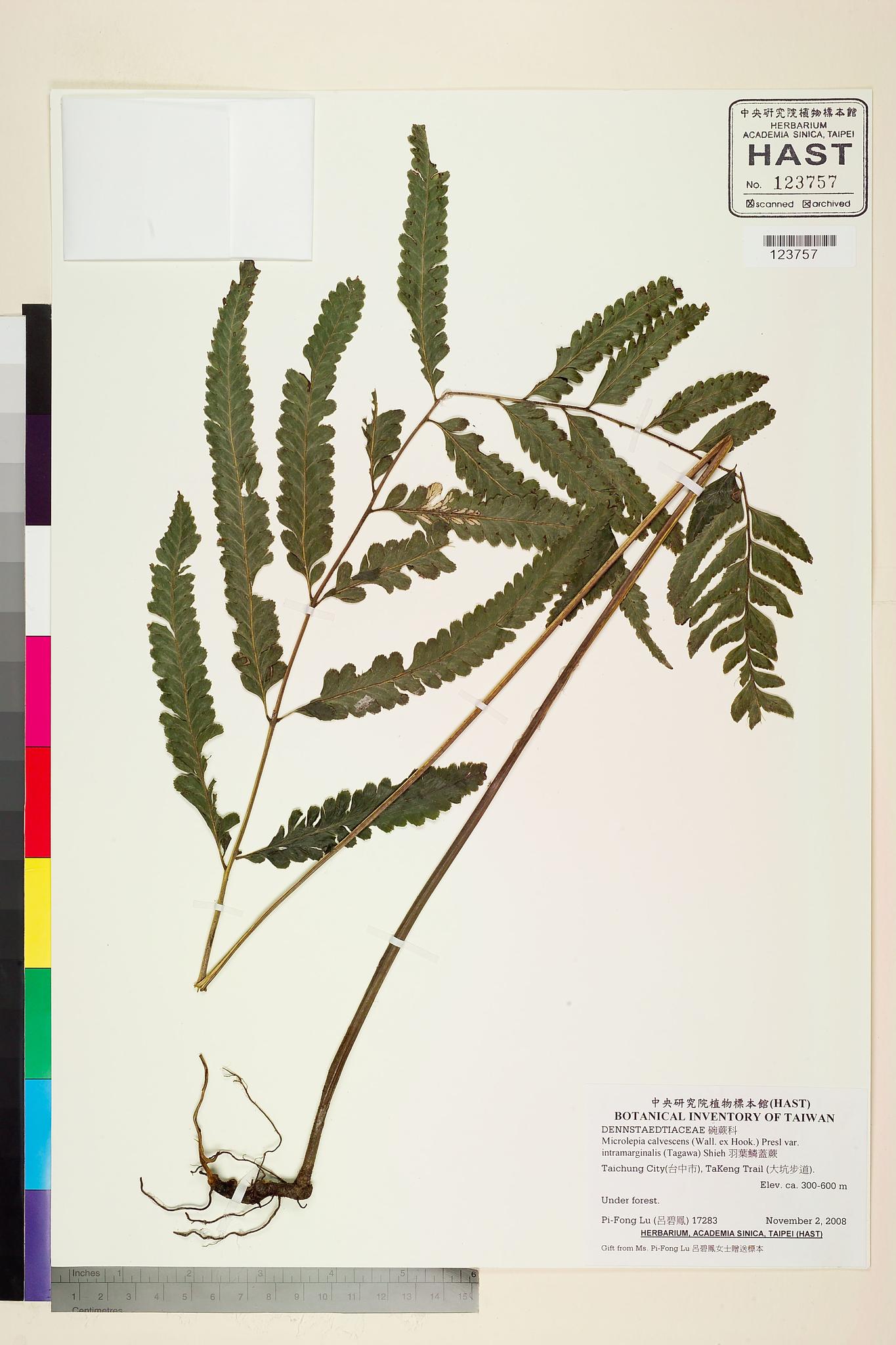 Sample image for viewer