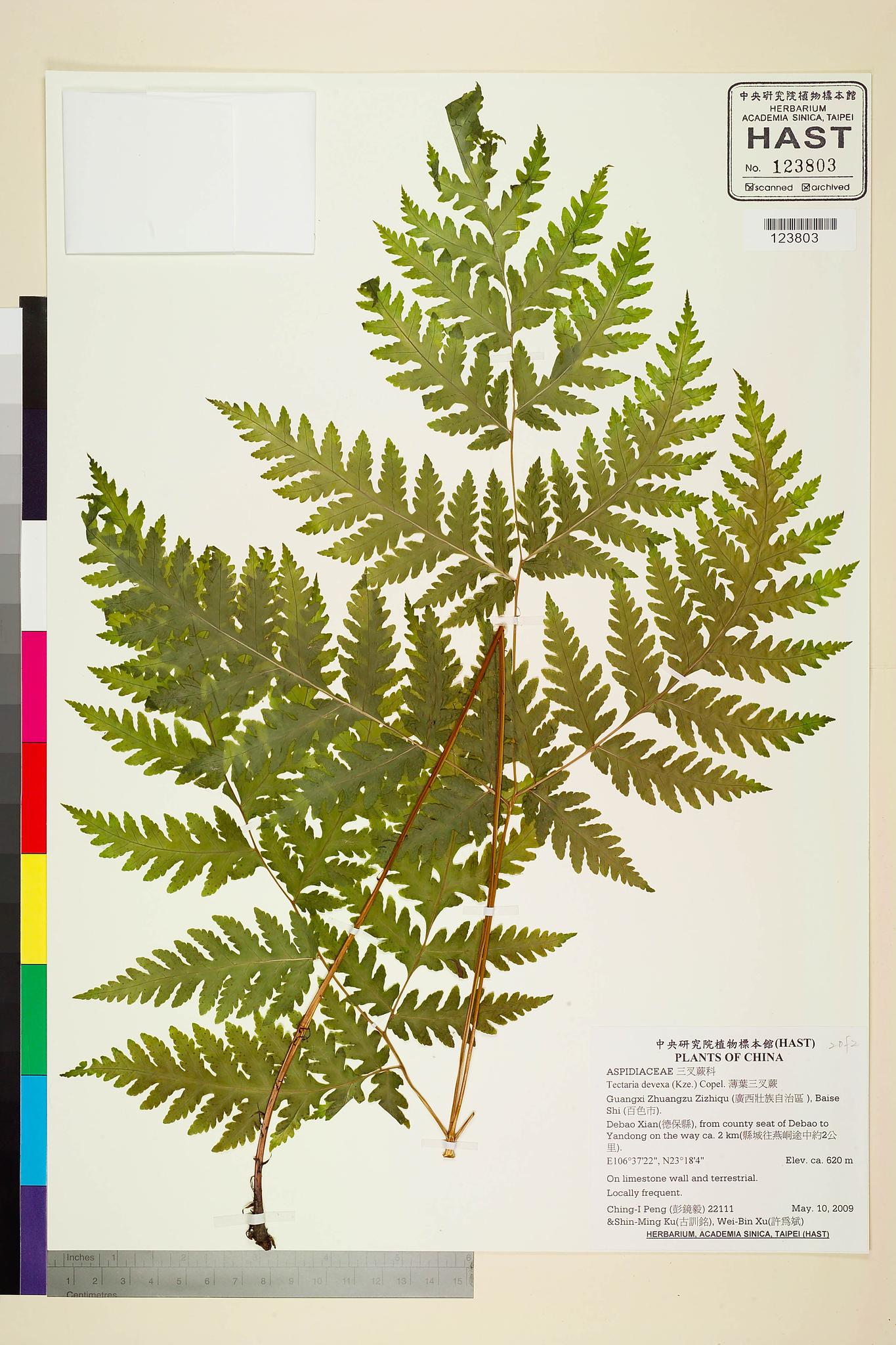 Sample image for viewer