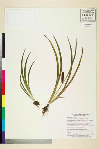 Acorus gramineus Soland.