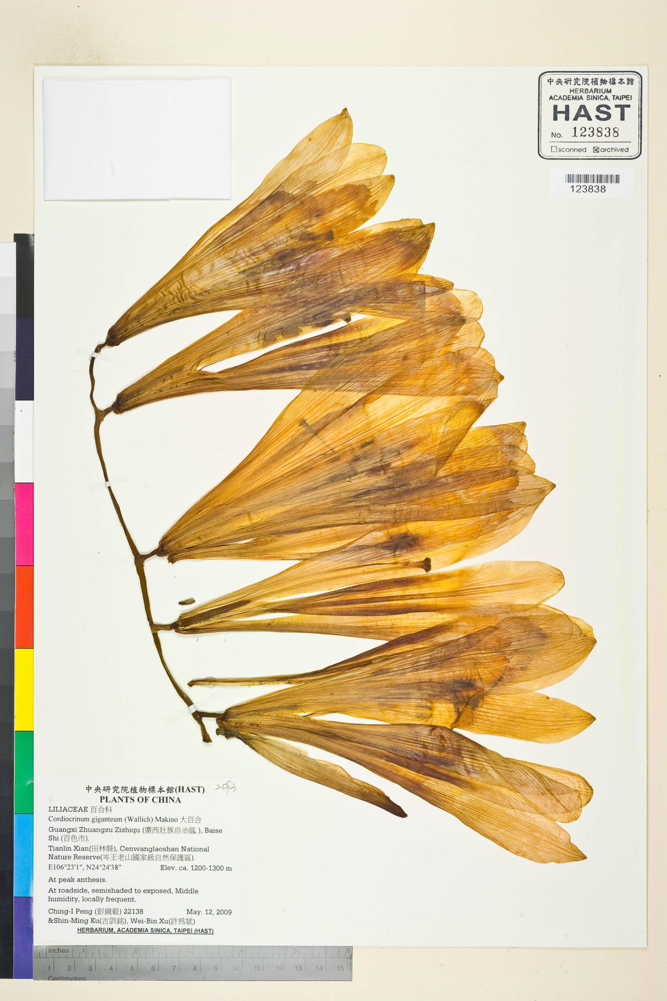 Specimen image
