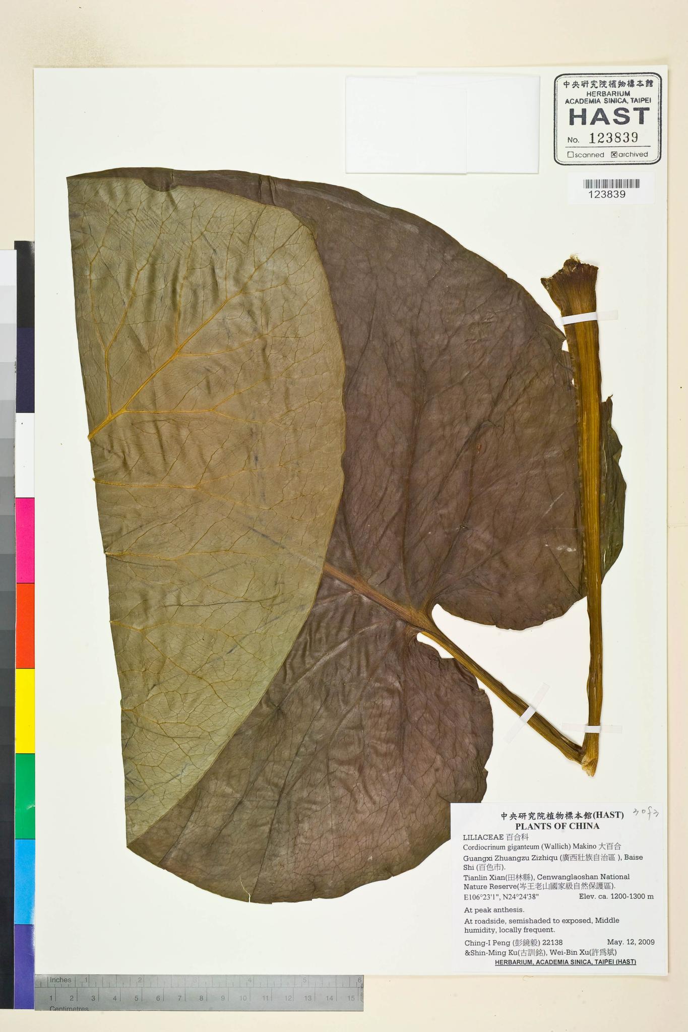 Specimen image