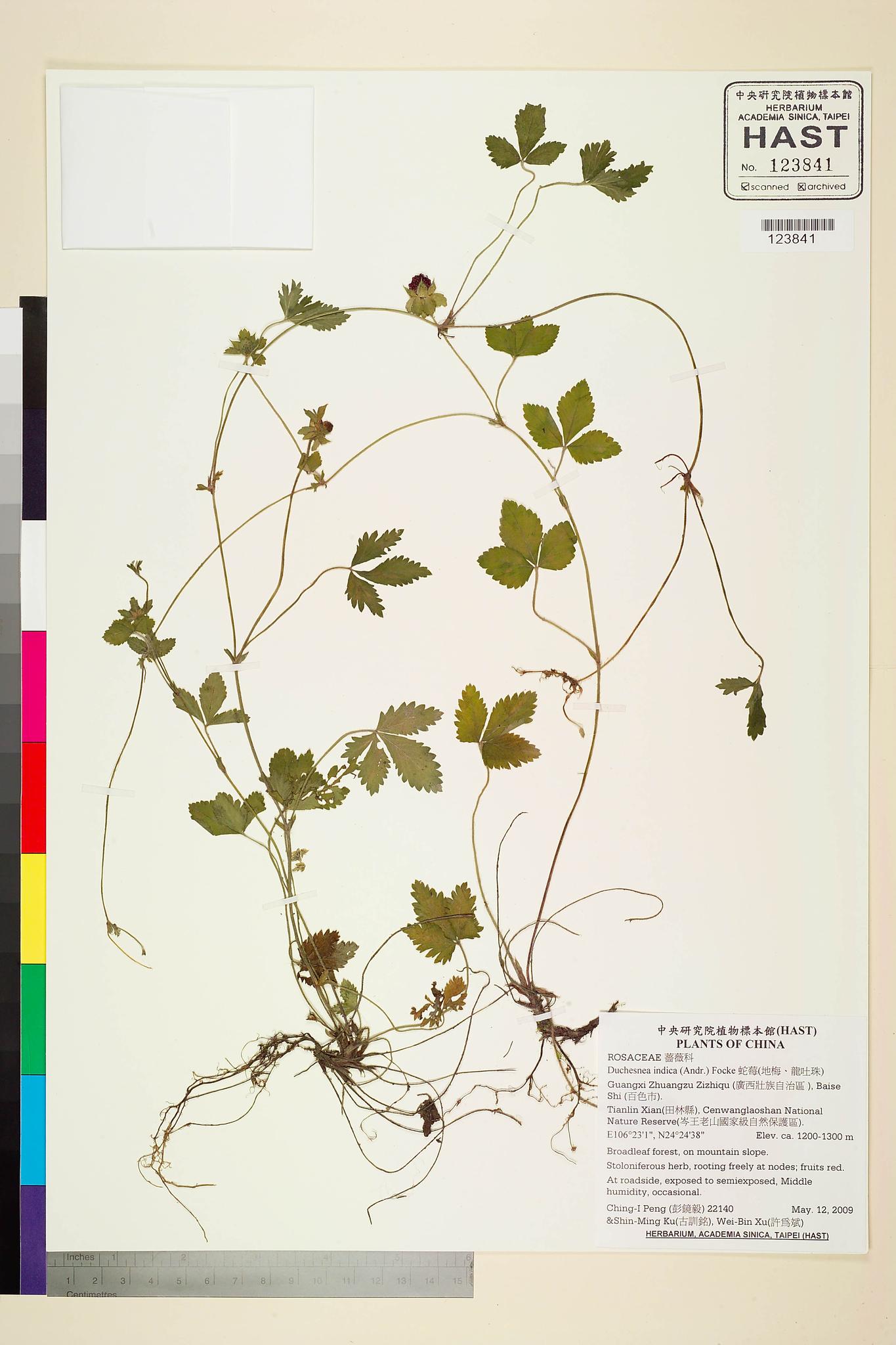 Sample image for viewer