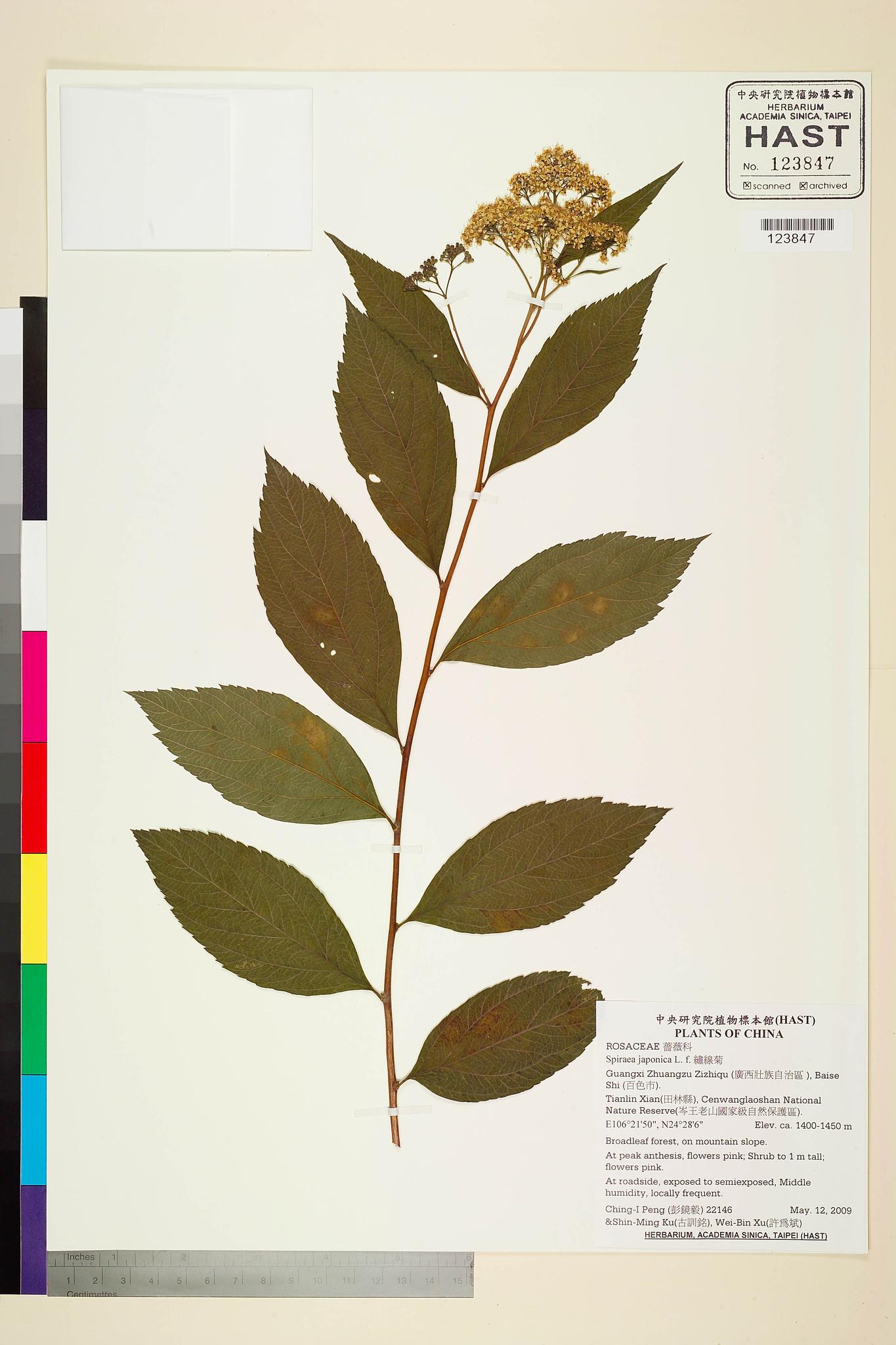 Sample image for viewer