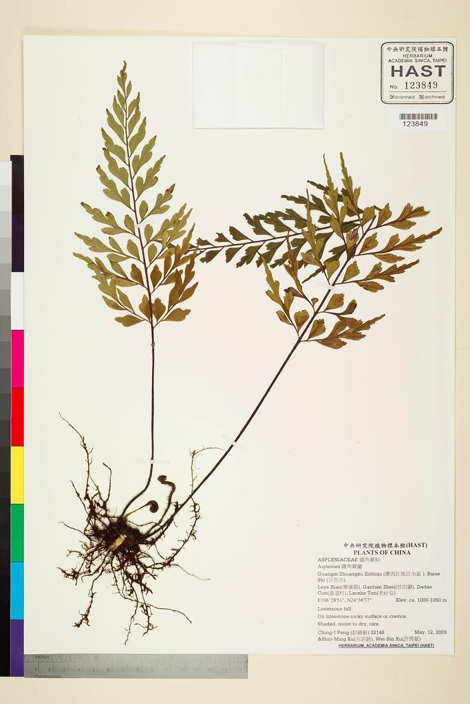<Unit #81668 Peng, Ching-I | 彭鏡毅 | 22148:: | Asplenium>