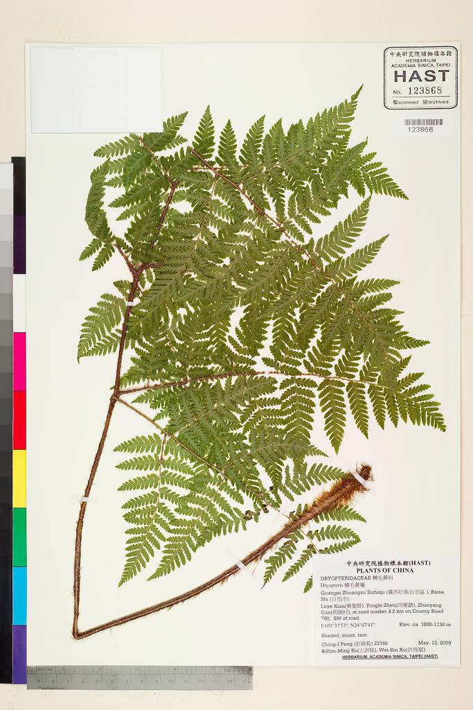<Unit #81792 Peng, Ching-I | 彭鏡毅 | 22166:: | Dryopteris>