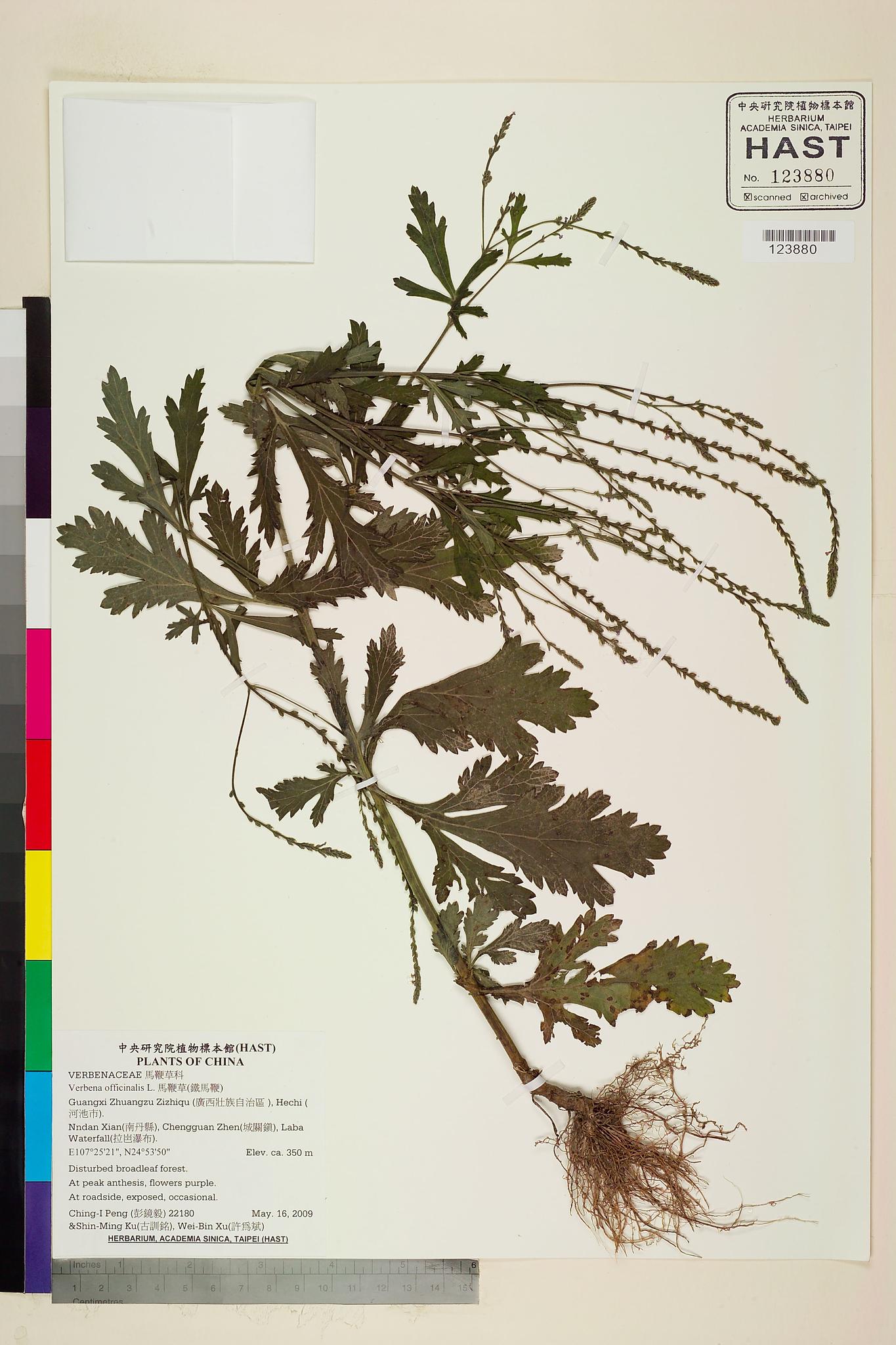 Sample image for viewer