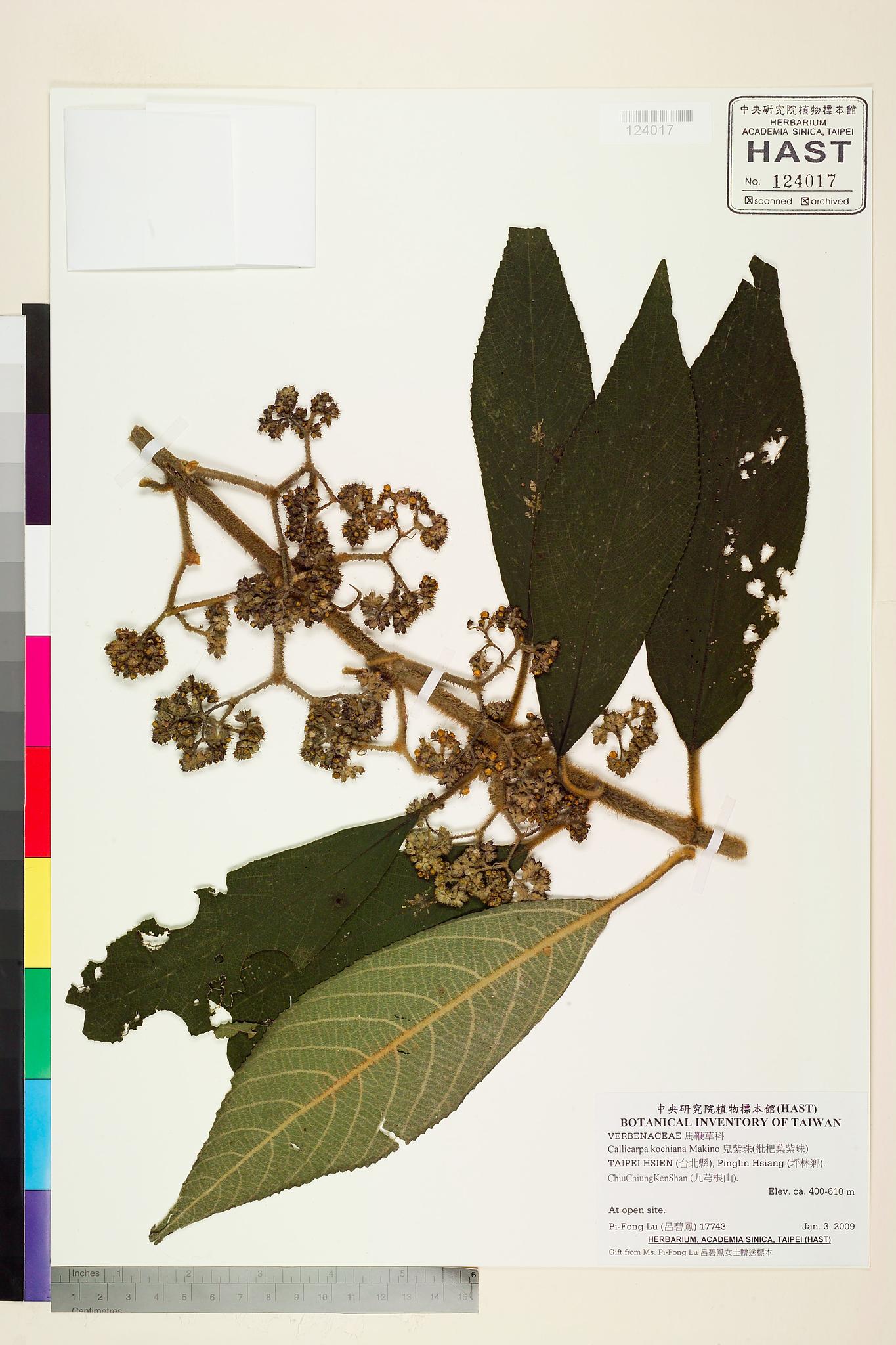 Sample image for viewer