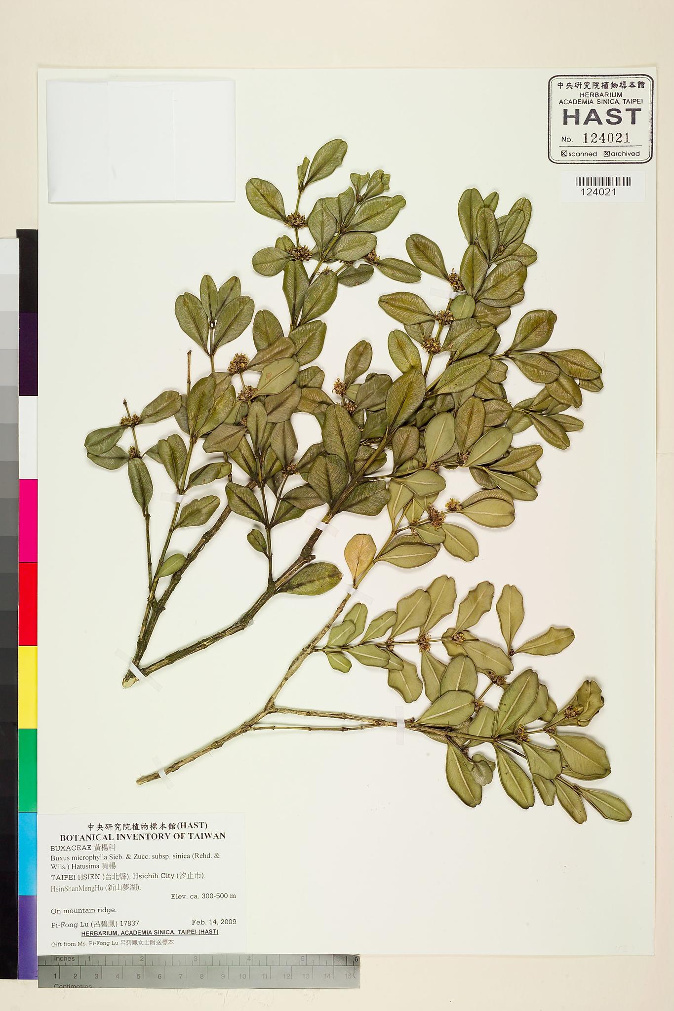 Specimen image