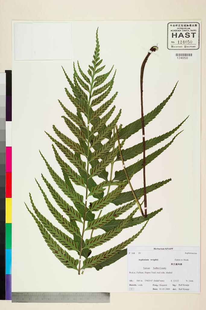 <Unit #82552 Knapp, Ralf | 柯納普 | 2009-5-1 1:: | Asplenium wrightii Eaton ex Hook.>