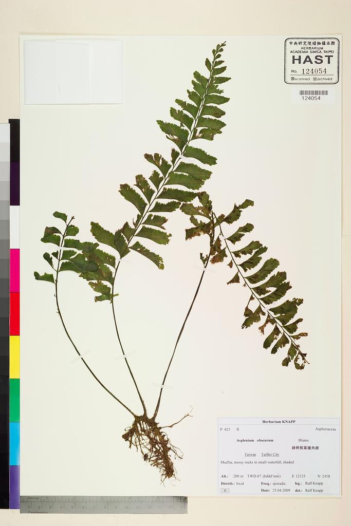<Unit #82474 Knapp, Ralf | 柯納普 | 2009-4-25 4:: | Asplenium obscurum Blume>