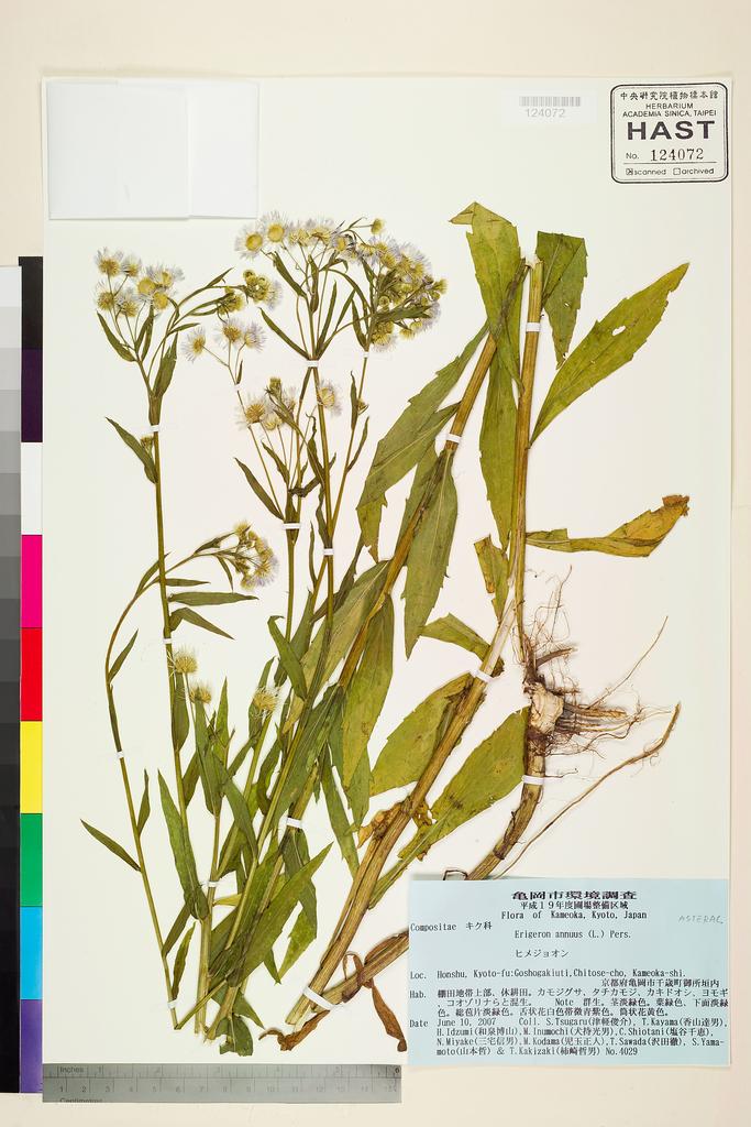 <Unit #109688 Tsugaru, S. | 津軽俊介 | 4029:: | Erigeron annuus (L.) Pers.>