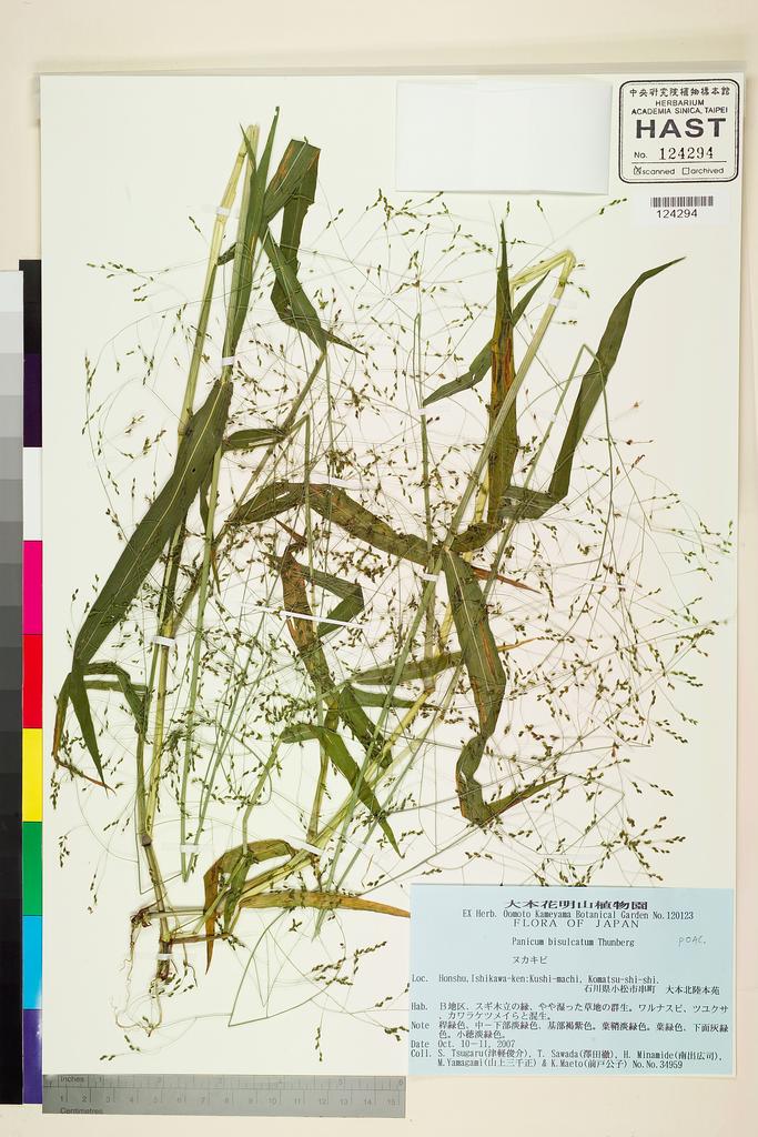 <Unit #112451 Tsugaru, S. | 津軽俊介 | 34959:: | Panicum bisulcatum Thunb.>