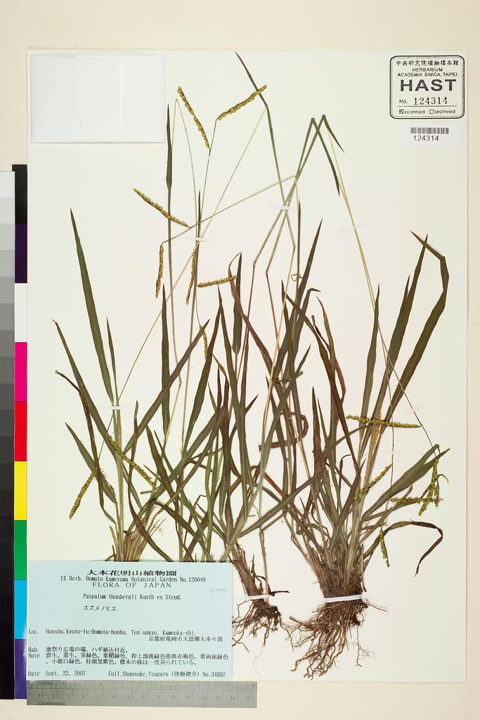 <Unit #112730 Tsugaru, S. | 津軽俊介 | 34897:: | Paspalum thunbergii Kunth ex Steud.>