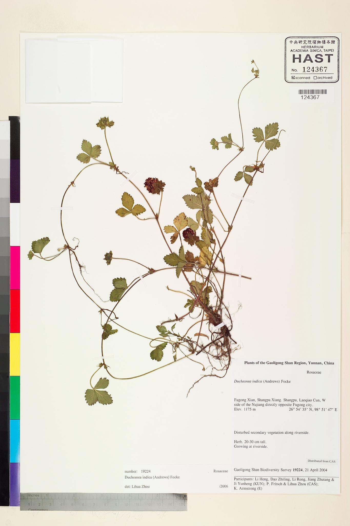 Sample image for viewer