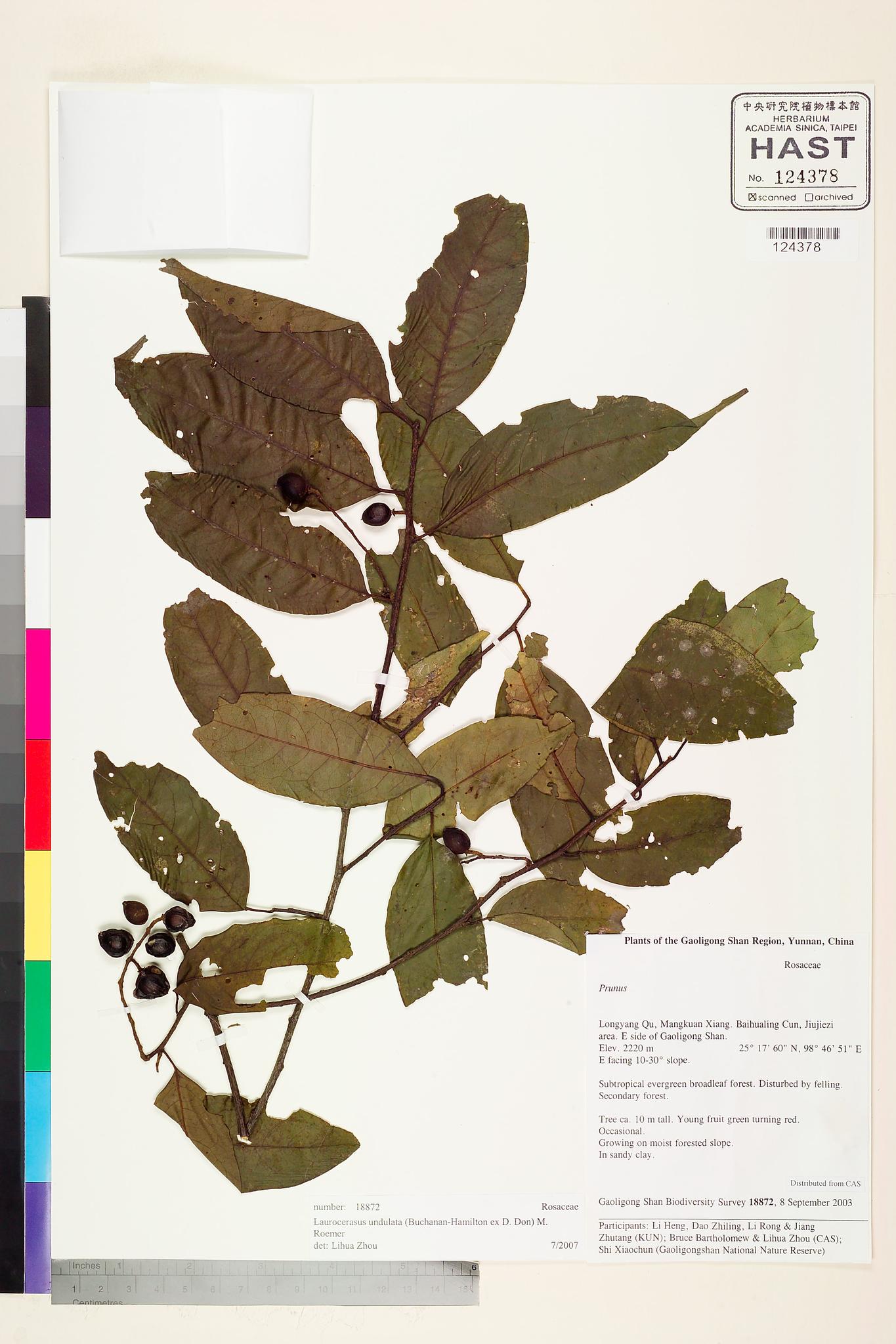 Sample image for viewer