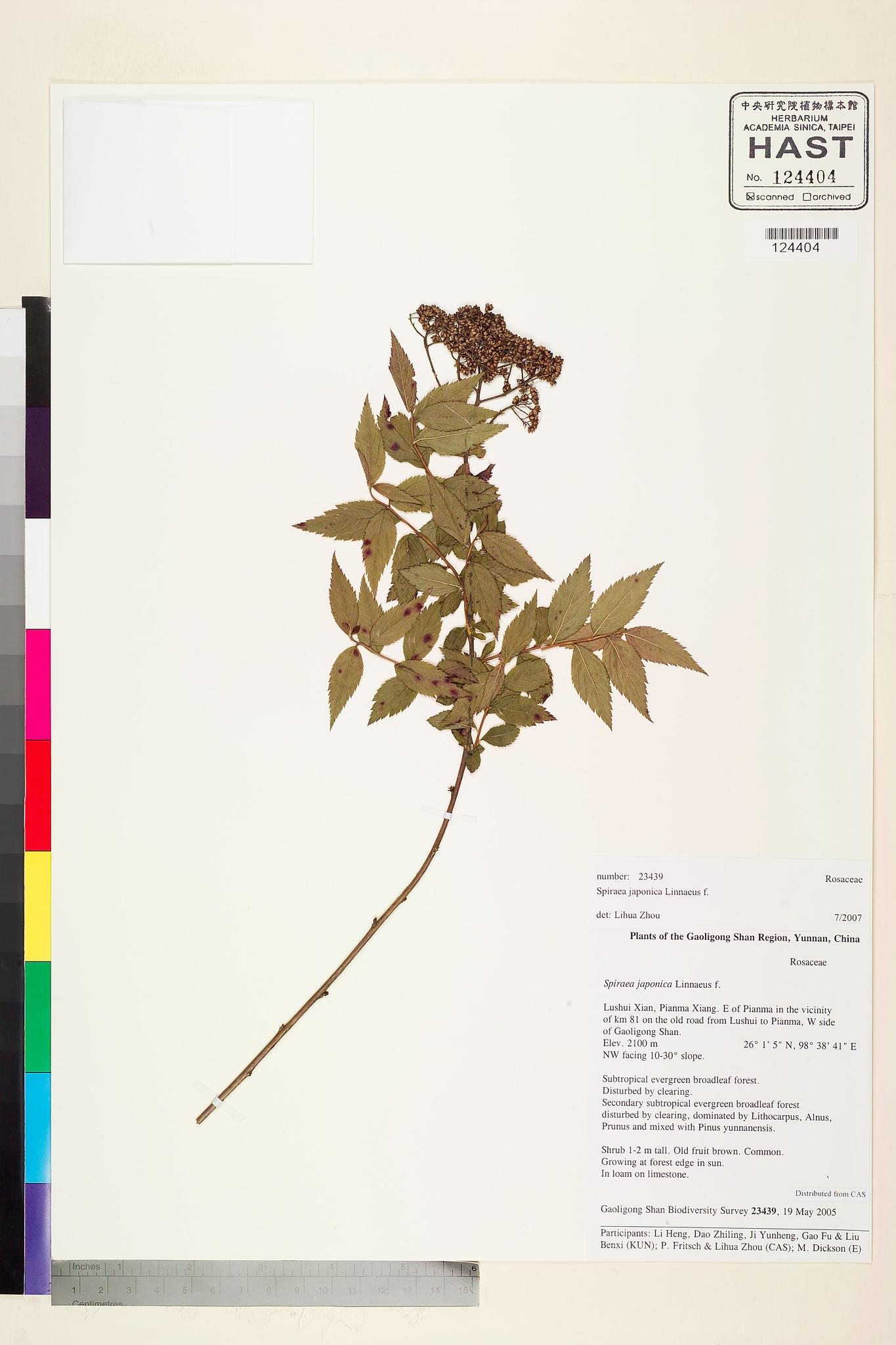 Sample image for viewer