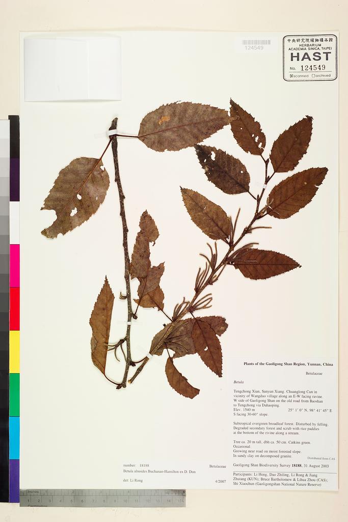 <Unit #117666 Gaoligong Shan Biodiversity Survey | 18188:: | Betula alnoides Buch.-Ham. ex D. Don>