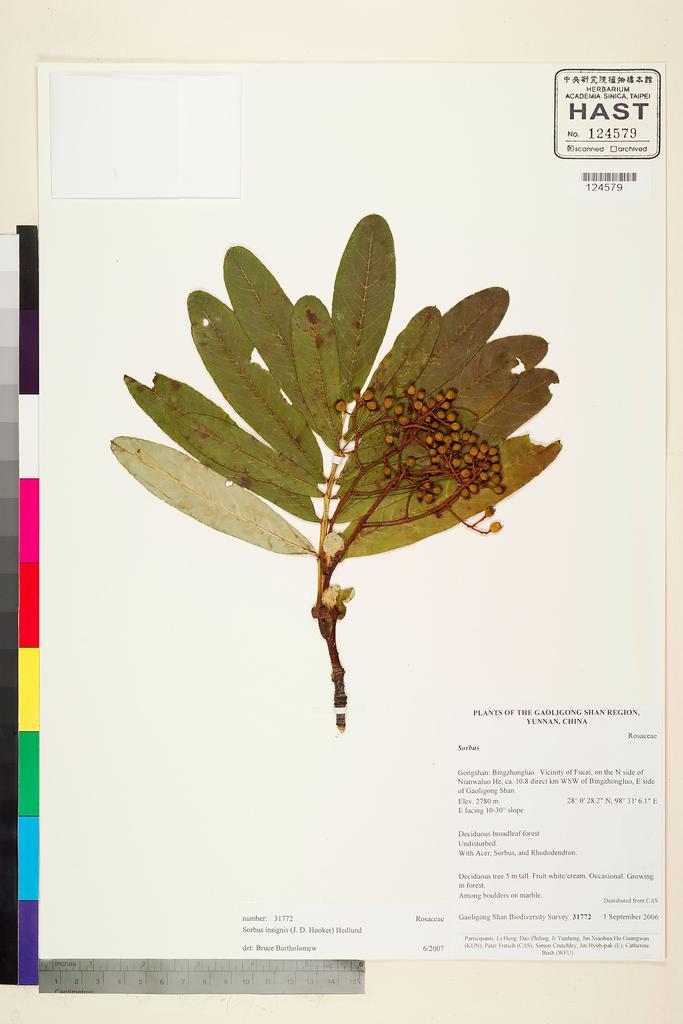 <Unit #112870 Gaoligong Shan Biodiversity Survey | 31772:: | Sorbus insignis (Hook. f.) Hedl.>