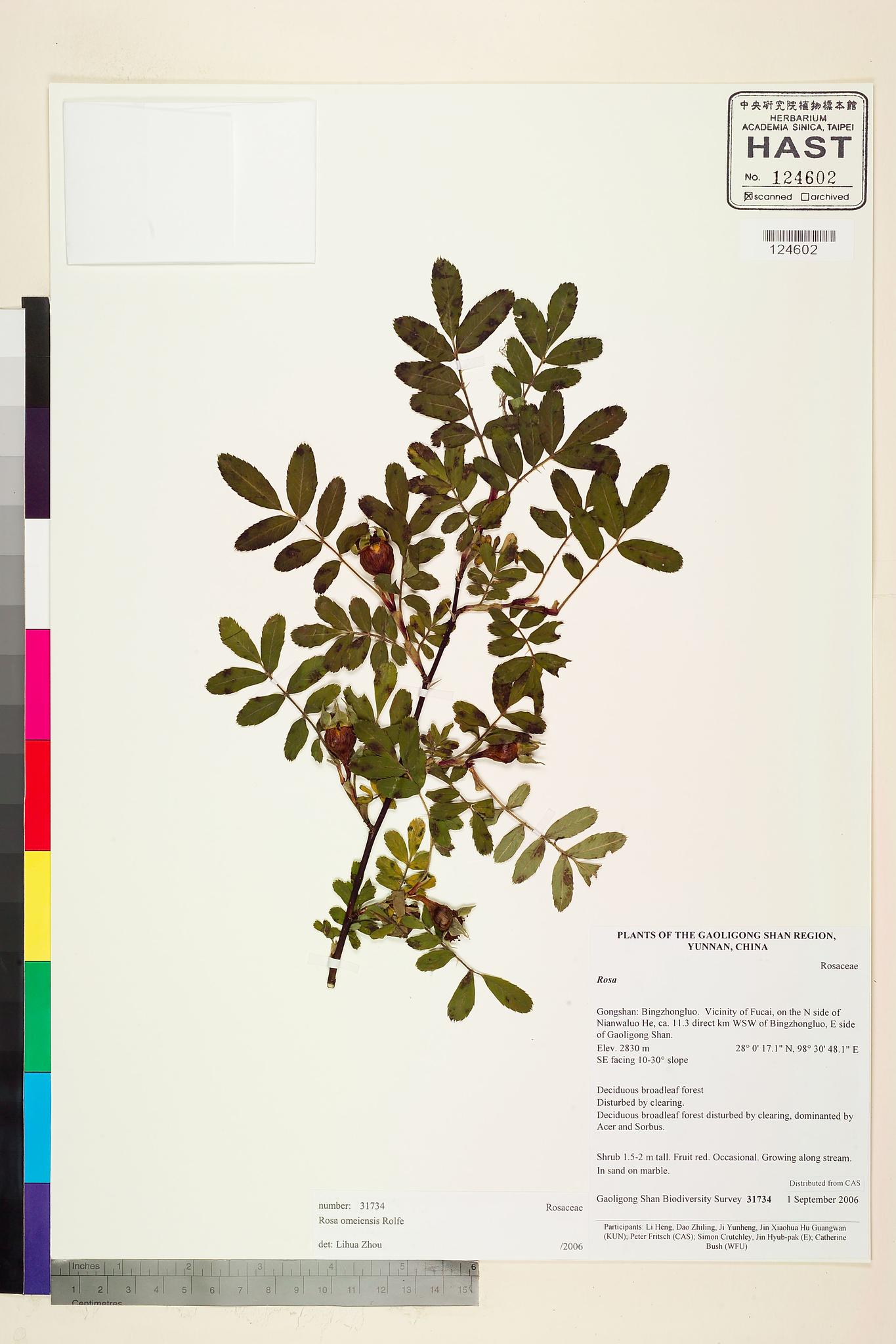 Sample image for viewer