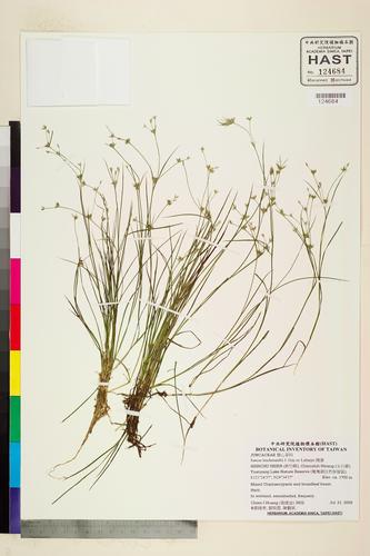 Juncus leschenaultii J. Gay ex Laharpe