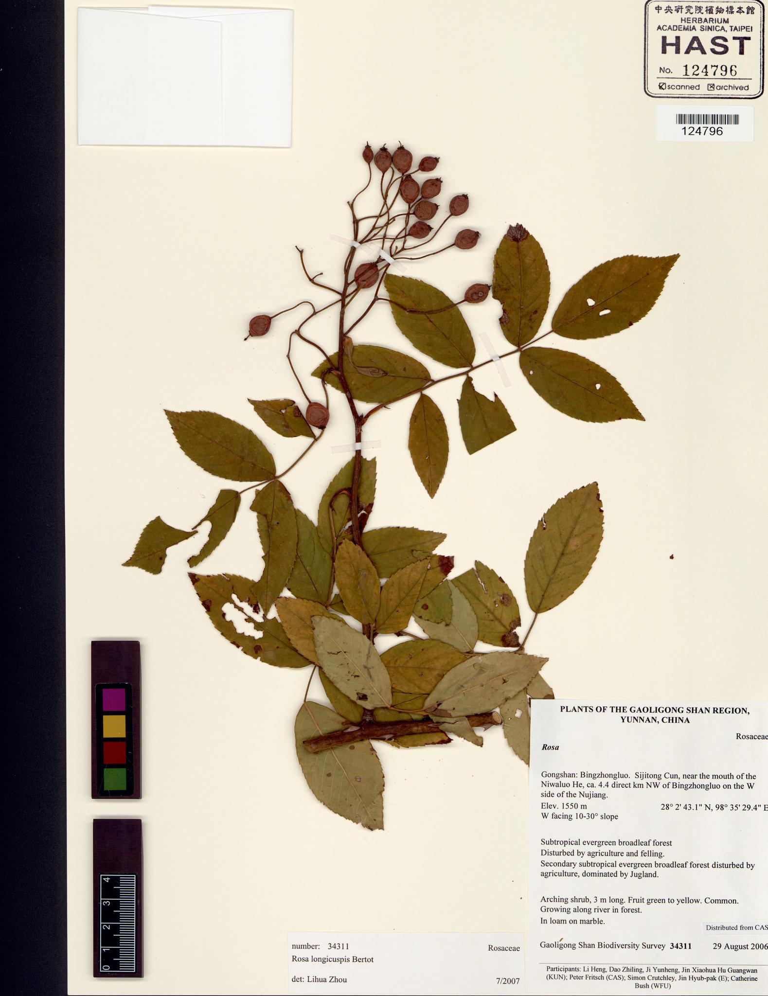 Sample image for viewer