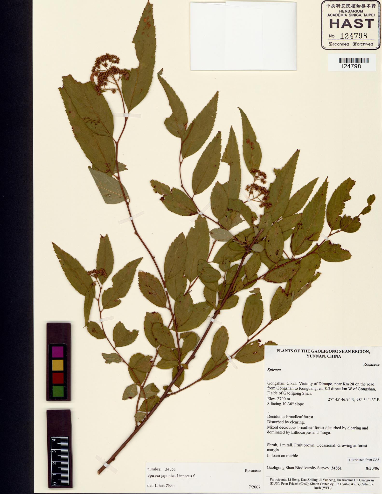 Specimen image